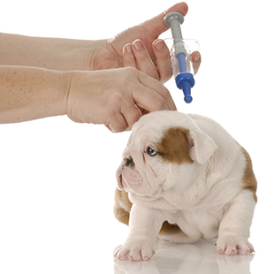 Вакцинация домашних животных: основные правила.